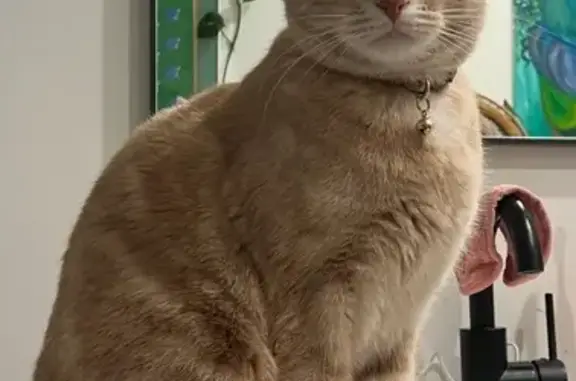 Lost cat, Chicago