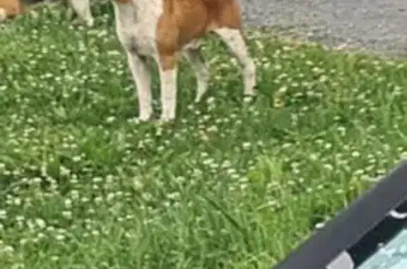 Chien trouvé , photo: Chien trouvé Garçon (ff553982)