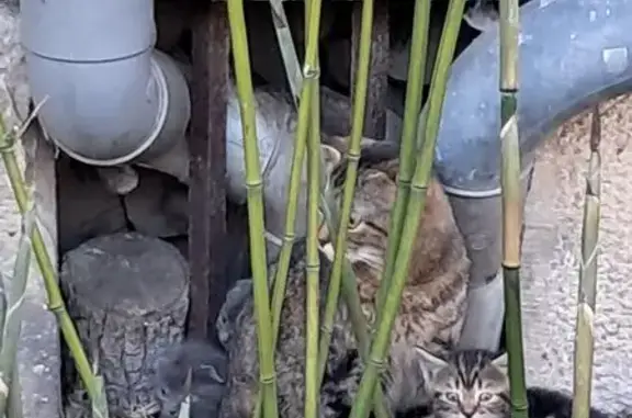 Animaux trouvés , photo: Chat trouvé Fille (ff553981)