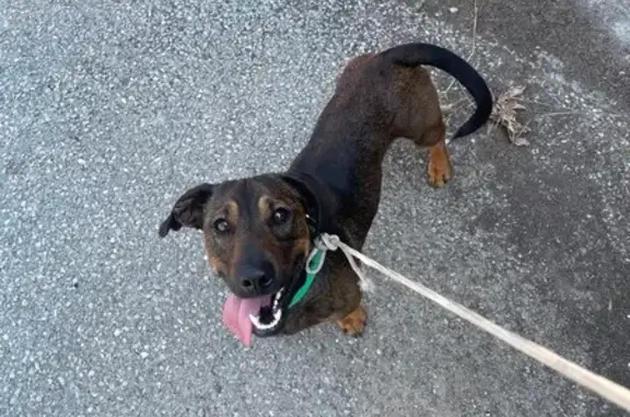 Animaux trouvés Bas-en-Basset, photo: Chien trouvé Garçon, Bas-en-Basset (ff553983)