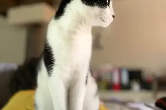 Chat disparu Fille (fl553984) - photo