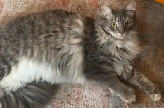 Lost cat, Cleveland