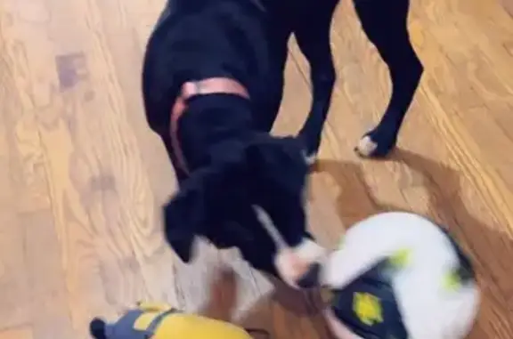 Lost Dog: Black with White Neck Stripe