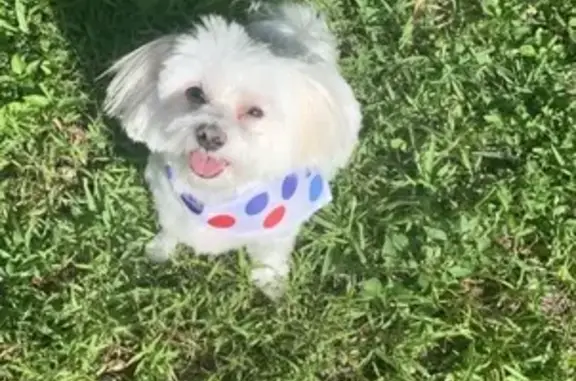 Lost Sweet White Dog in Miami Area