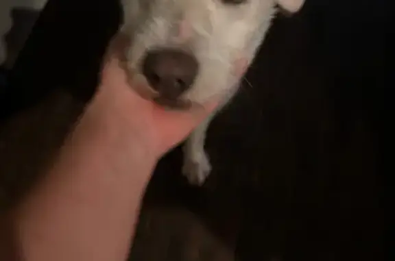 Found dog Bevil Oaks, photo: Friendly White Terrier Found in Bevil Oaks