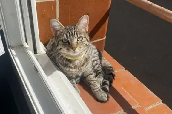 Chat perdu, Coulaines, photo: Chat disparu Garçon, Coulaines (fl553985)