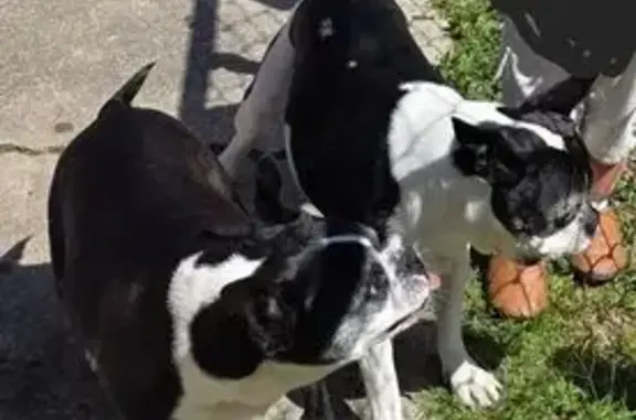 Lost Dog: Black with Stub Tail in Roseboro