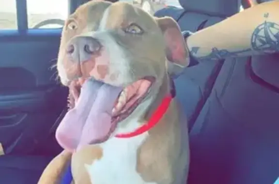 Lost Dog: Light Brown, White-Tipped Tail