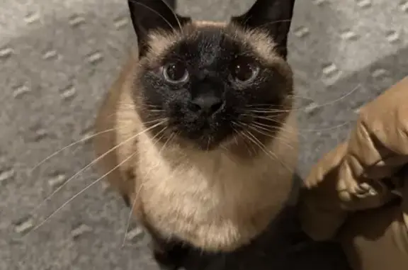 Lost Siamese Cat in Kerkhoven, MN