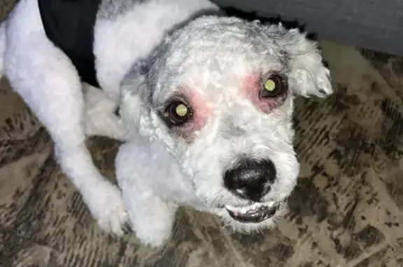 Lost: Anxious Poodle/Bichon Mix in Phoenix