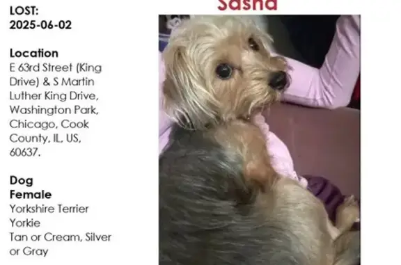 Lost Dog: Reward! Help Find My Baby