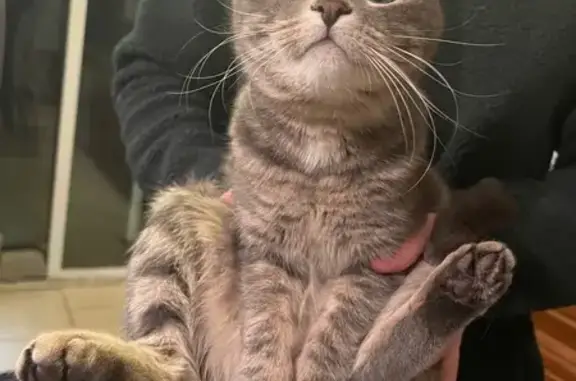 Lost Grey Cat: Friendly, Pink Collar