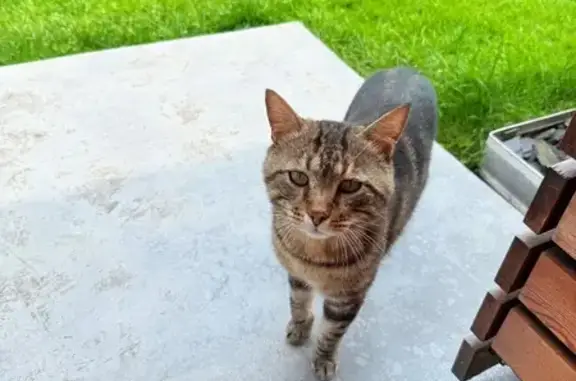 Animaux trouvés Margencel, photo: Chat tigré trouvé à Margencel blessé