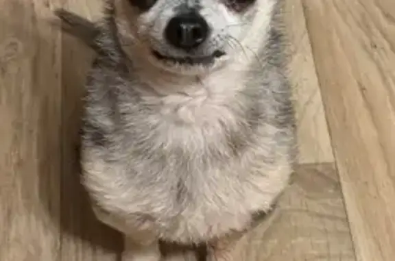 Lost Senior Chihuahua: Skittish & Blind