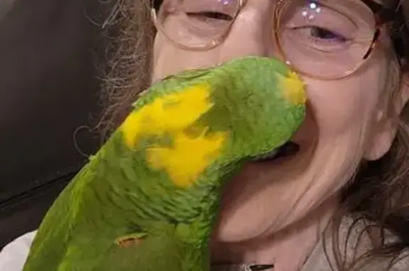 Lost pets Melissa, photo: Lost Green Bird: Chesapeake Way, 4011