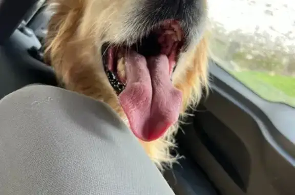Chien trouvé , photo: Jeune Golden Retriever mâle trouvé à Sembas
