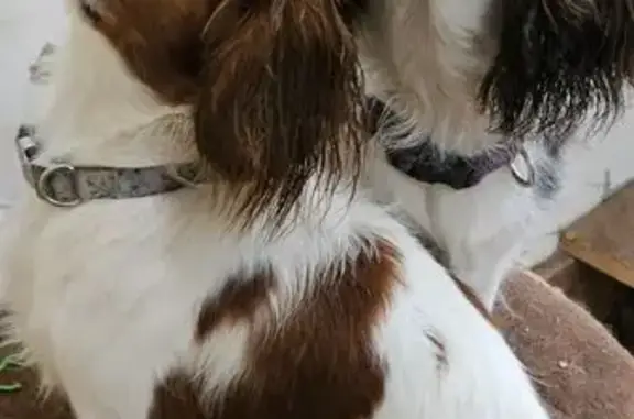 Lost Dog: Princess Kiss Mark on Blaze
