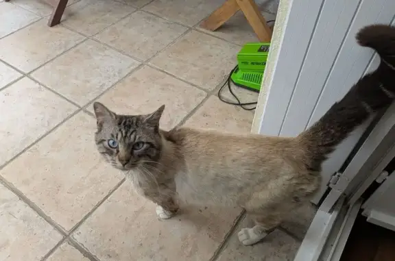 Chat trouvé Brest, photo: Chat trouvé, gentil et en bonne santé à Brest