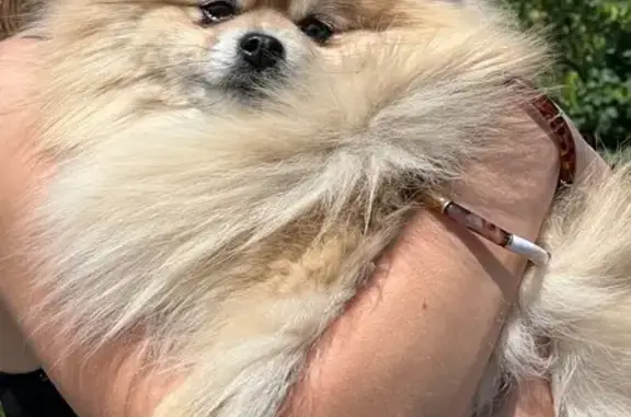 Animaux trouvés , photo: Spitz nain beige trouvé Av. Saint Didier