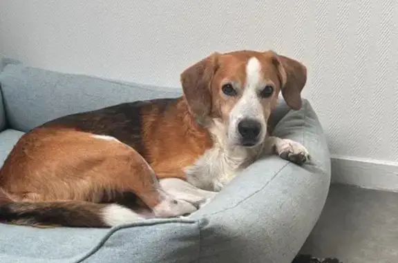 Chien perdu Toulouse, photo : Beagle croisé perdu, Empalot, Toulouse