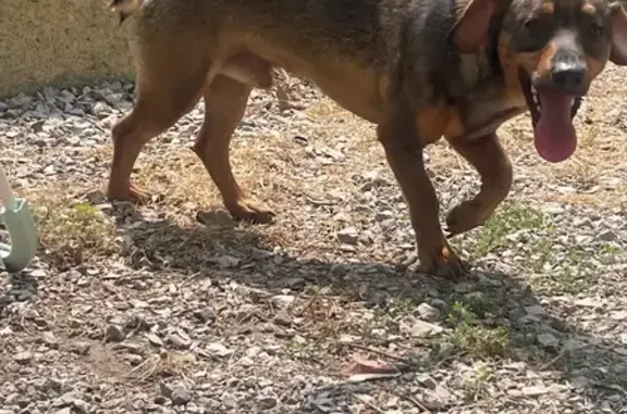Petit chien marron trouvé à Ouveillan - photo