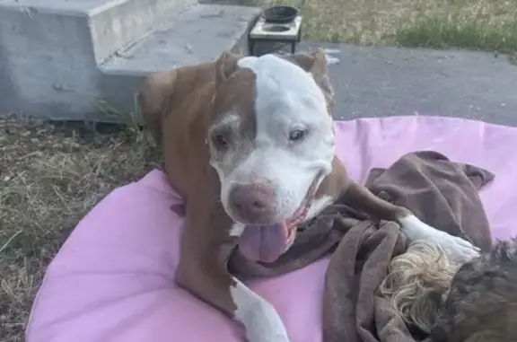 Found dog Salt Lake City, photo: Blind Tan Dog Found on Mark Ave, SLC