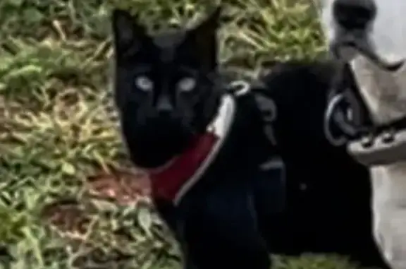 ¡Ayuda! Gata Negra con Arnés Rojo Perdida