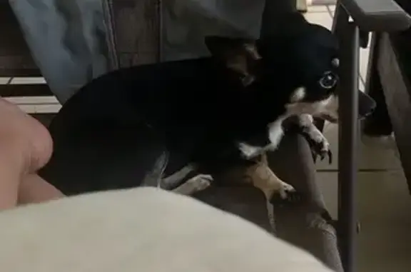 Chihuahua Negra Perdida en Cancún: 1 Año