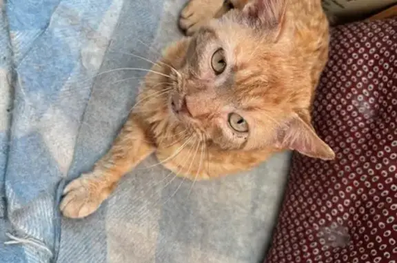 Animaux trouvés Marmagne, photo: Chat roux tigré trouvé, rue des Acacias