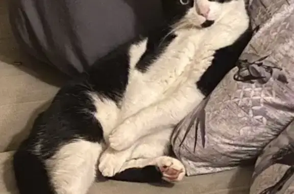 Chat noir et blanc Paco perdu, besoin aide - photo