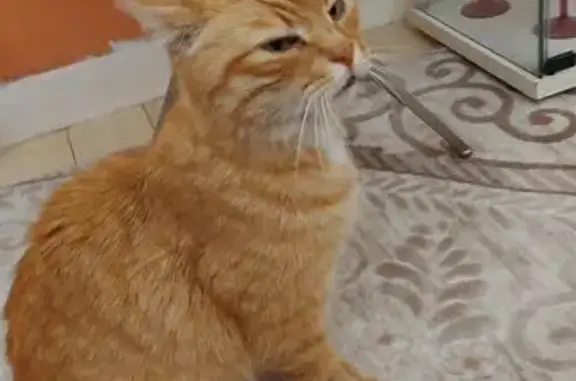 Chat mâle roux trouvé, castré, yeux verts - photo
