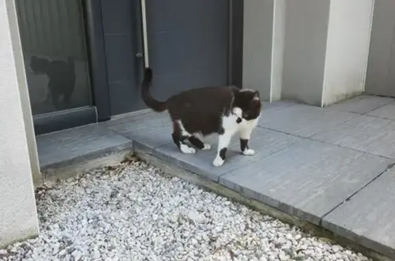 Chat trouvé Talmont-Saint-Hilaire, photo: Chat bicolore trouvé à Talmont