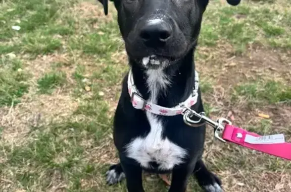 Lost Dog: Black & White, West Crystal Brook