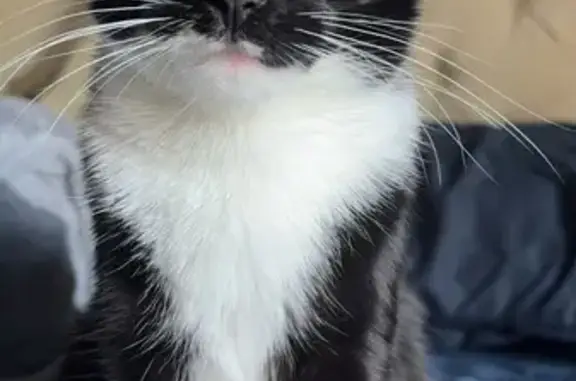 Lost Tuxedo Cat in Naperville, IL