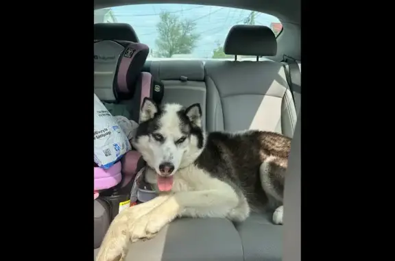 Found: Friendly Husky with Blue Eyes!