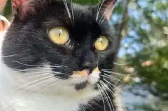 Chatte perdue à Brantôme : blanche, tachetée - photo