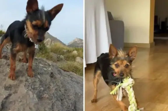 Perros perdidos, , foto: Perra Ratera Perdida en Campanet, Baleares