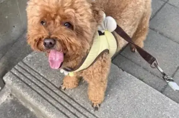 Lost Light Brown Toy Poodle in Richmond