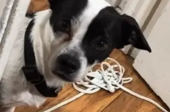 Lost Black & White Dog on 10th Ave, LA