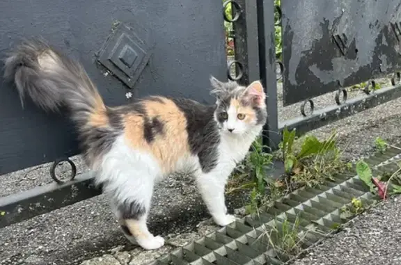 Animaux trouvés , photo: Chat câlin trouvé à Seynod
