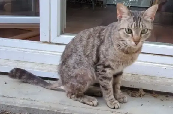 Jeune chat gris tigré trouvé à Lormont - photo