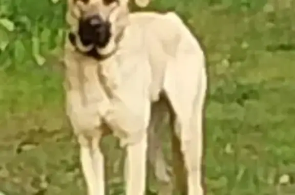 Chien trouvé Aoste, photo: Chien beige peureux aperçu, collier noir
