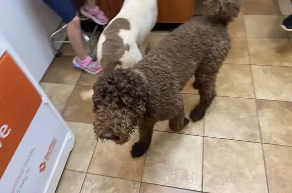 Found Brown Labradoodle in Ham...