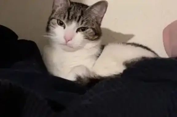 Chat perdu : Vroum, sociable et non identifié - photo