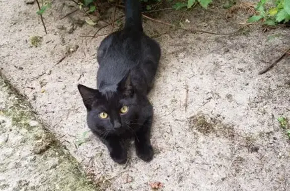 Animaux perdus Talence, photo: Chat noir 13 mois perdu, Talence