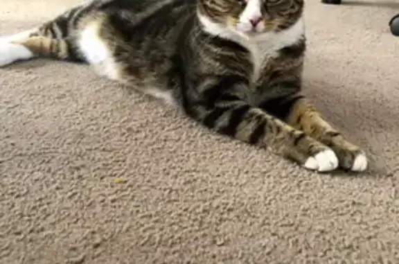 Lost Tabby Lucy: Mernda, Toolern Dr