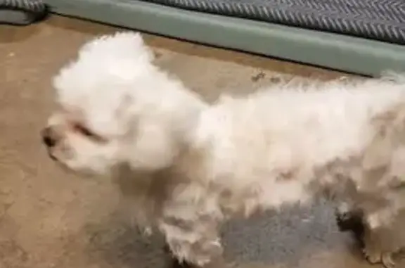 Lost Small White Maltese/Shih Tzu - Melton