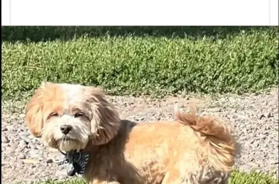 Lost Cavapoo Oscar on Poppasquash Rd