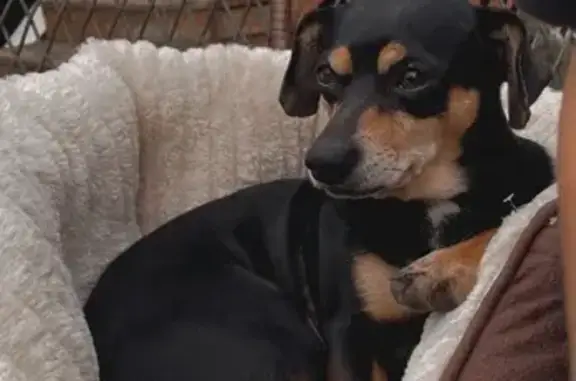 Lost Dog: Black & Brown, McNeil Dr, Austin