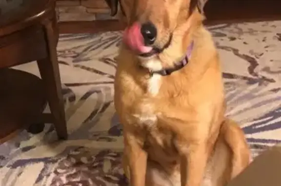 Missing dog Chattanooga, photo: Lost: Skittish Senior Dog in Chattanooga